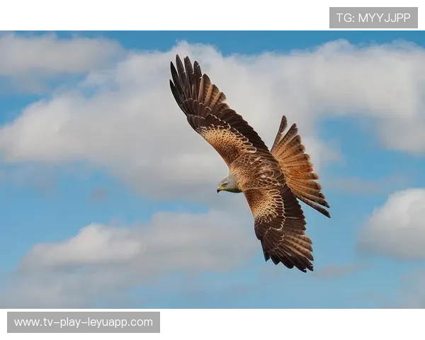 老鹰状态火热无敌：翱翔巅峰的力量之源